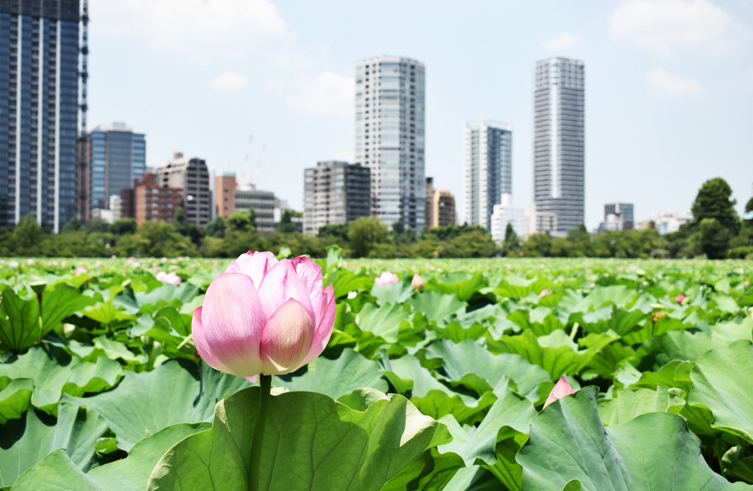 A pink and white lotus floats in the foreground with skyscrapers in distance