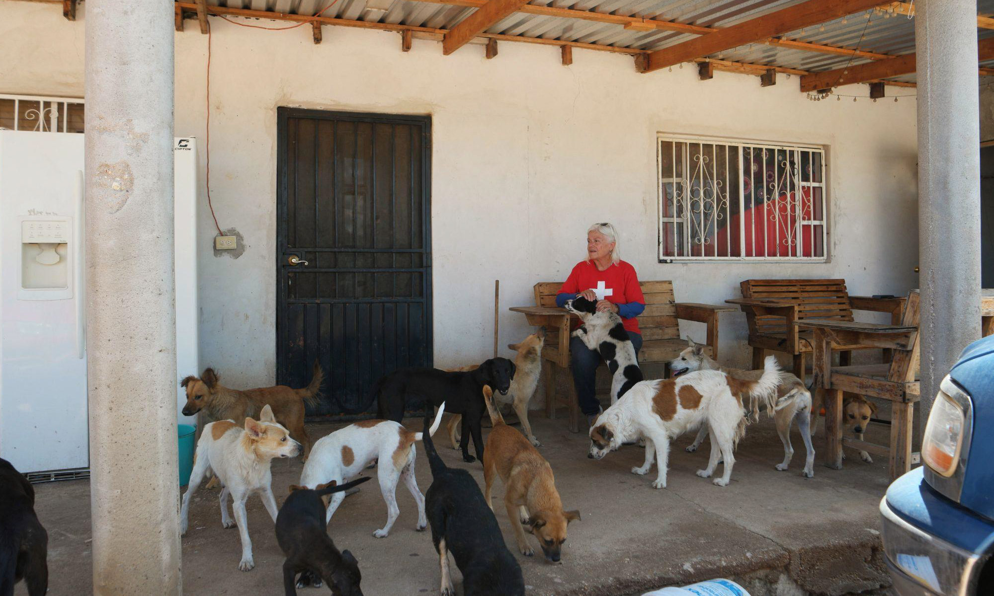 A person and many dogs sit on a porch in Sásabe, Sonora, Mexico.