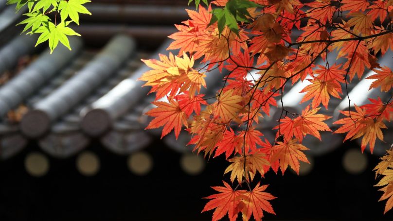 red maple leaves adorn an East Asian traditional tile sloping roof