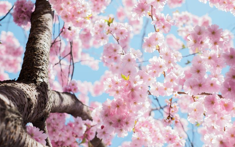 Looking up into a canopy of pink cherry blossoms