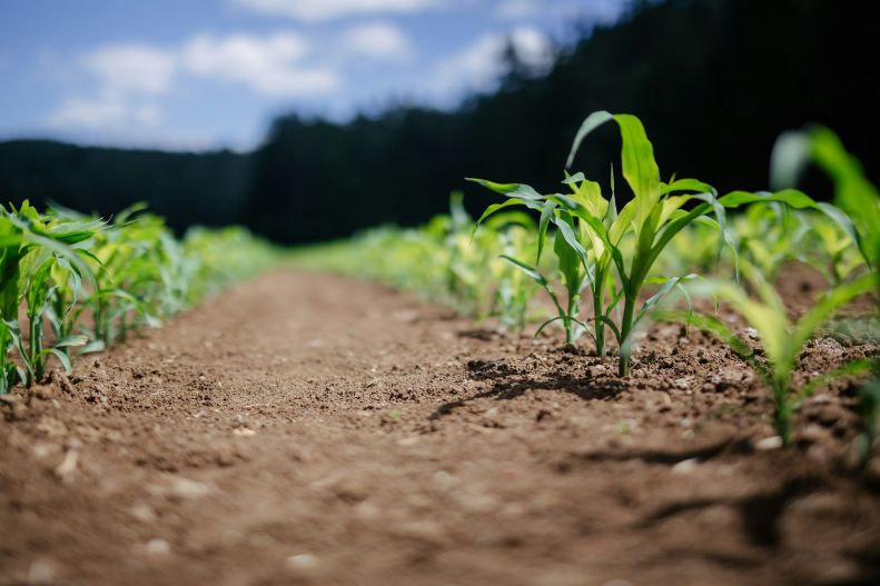 Corn planted in rows