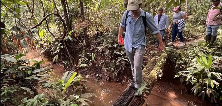 Charlie Tebbutt walks across a log at the entrance to a rubber agroforestry plot.