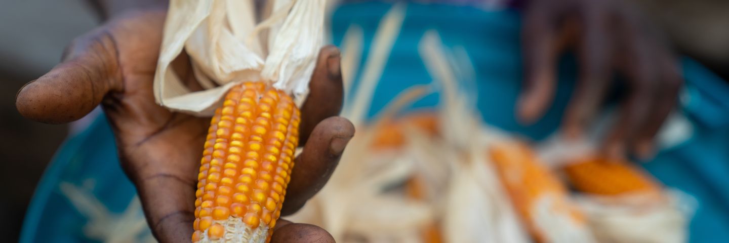 Hands shucking corn in Africa