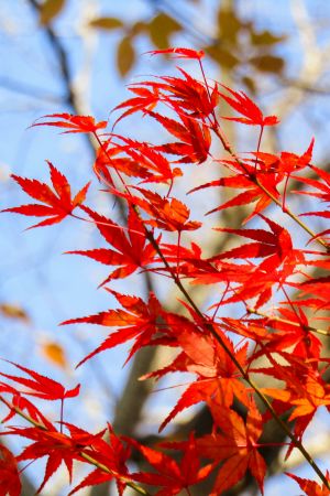 Maple Tree