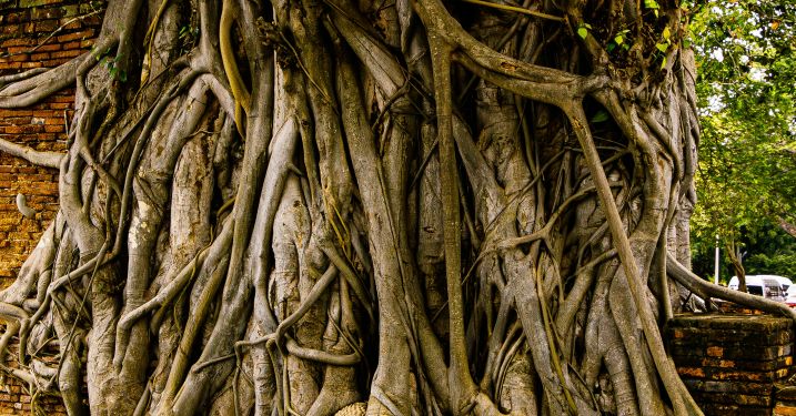 A Buddha statue's head entwined with tree roots. 