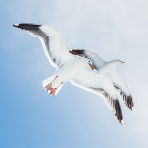 pair of birds in flight