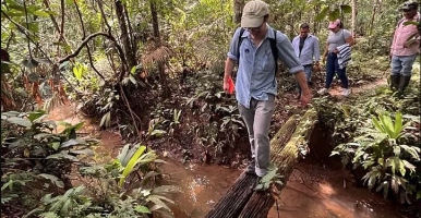 Charlie Tebbutt walks across a log at the entrance to a rubber agroforestry plot.