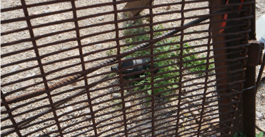 A black water jug left at a fence. 